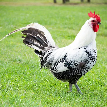 Antonius Hoeve Oudenbosch