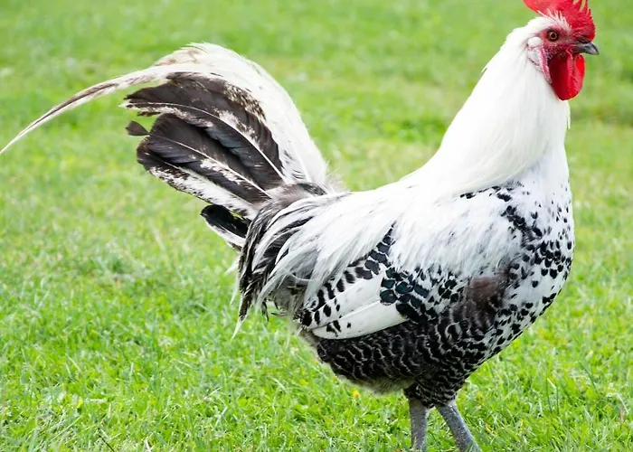 Antonius Hoeve Oudenbosch