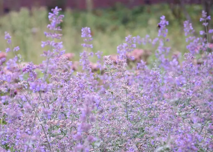 Antonius Hoeve Σαλέ Oudenbosch