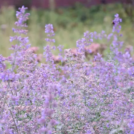 Antonius Hoeve شاليه Oudenbosch