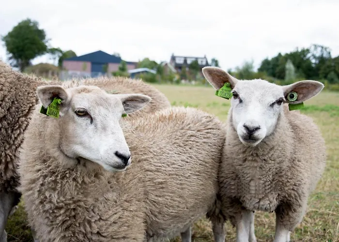 Antonius Hoeve Chalet Oudenbosch